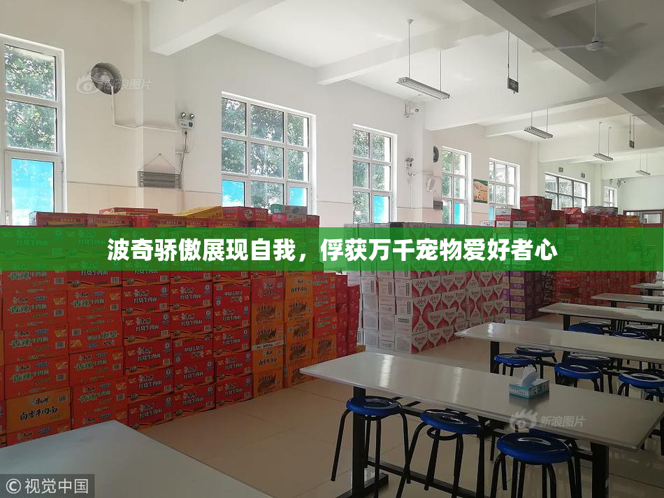波奇骄傲展现自我，俘获万千宠物爱好者心