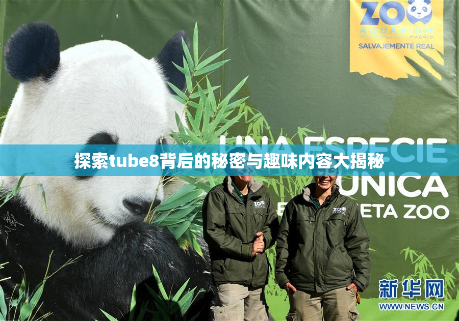 探索tube8背后的秘密与趣味内容大揭秘