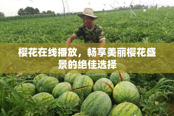 樱花在线播放，畅享美丽樱花盛景的绝佳选择