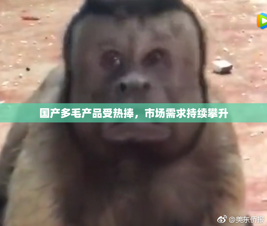 国产多毛产品受热捧，市场需求持续攀升