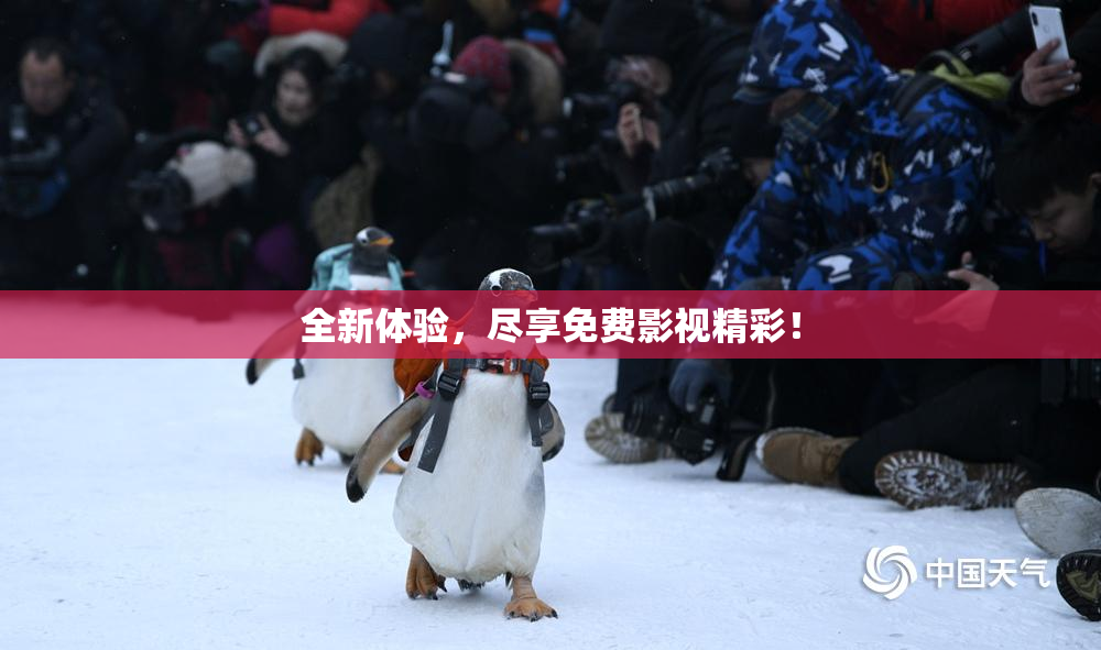 全新体验，尽享免费影视精彩！
