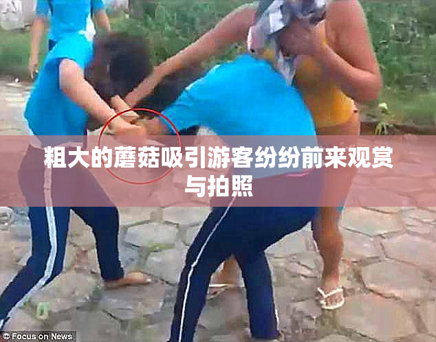 粗大的蘑菇吸引游客纷纷前来观赏与拍照