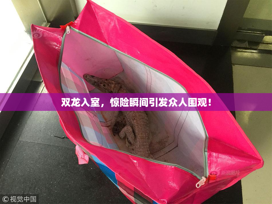 双龙入室，惊险瞬间引发众人围观！