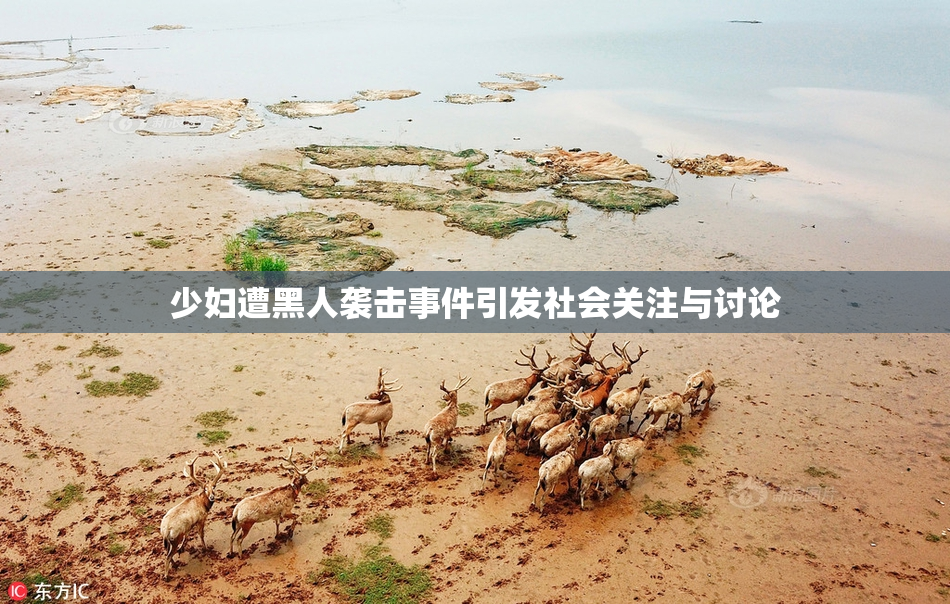 少妇遭黑人袭击事件引发社会关注与讨论