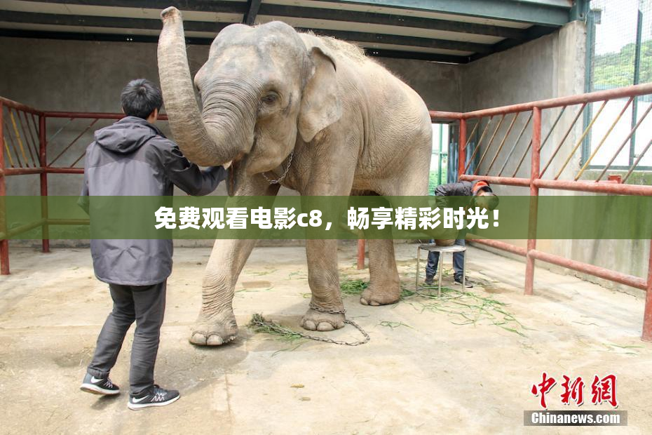 免费观看电影c8，畅享精彩时光！