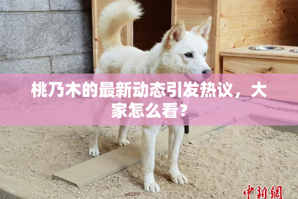 桃乃木的最新动态引发热议，大家怎么看？