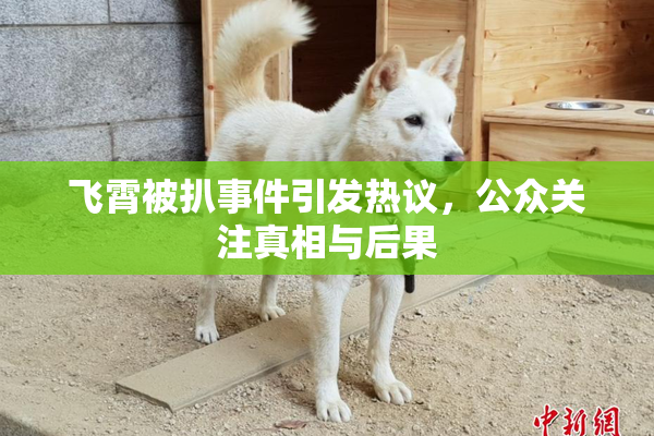 飞霄被扒事件引发热议，公众关注真相与后果