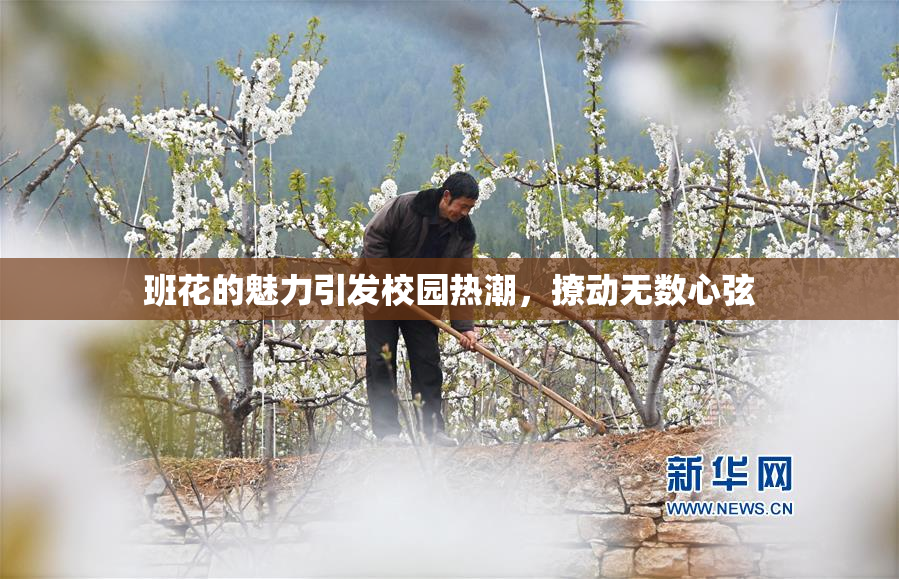 班花的魅力引发校园热潮，撩动无数心弦