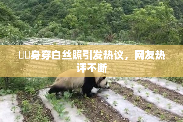 妺妺身穿白丝照引发热议，网友热评不断