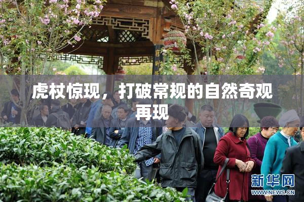 虎杖惊现，打破常规的自然奇观再现
