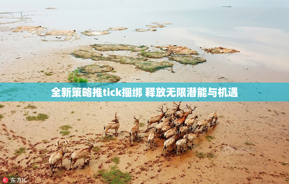 全新策略推tick捆绑 释放无限潜能与机遇