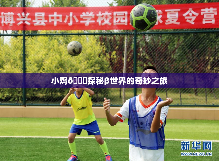 小鸡🐔探秘β世界的奇妙之旅