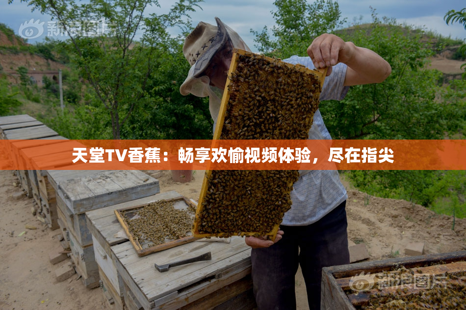 天堂TV香蕉：畅享欢愉视频体验，尽在指尖