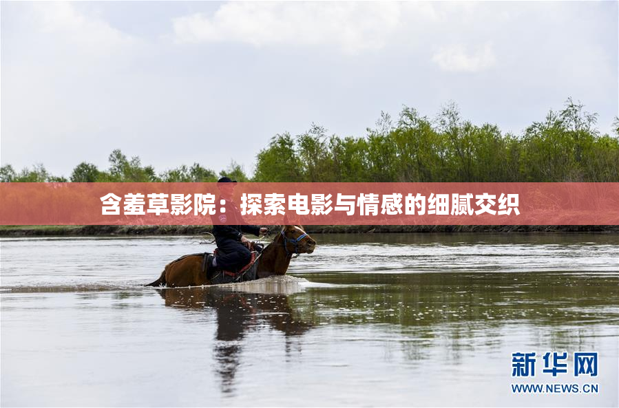 含羞草影院：探索电影与情感的细腻交织