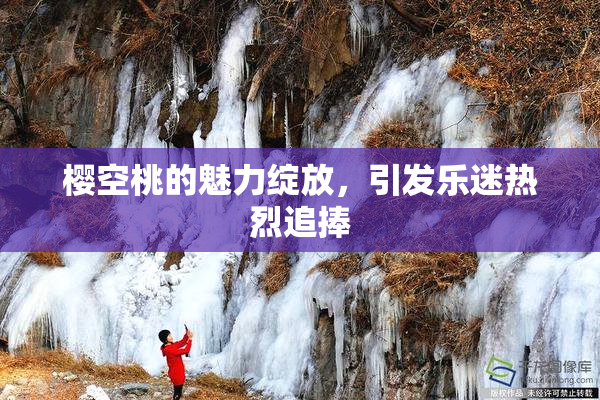 樱空桃的魅力绽放，引发乐迷热烈追捧