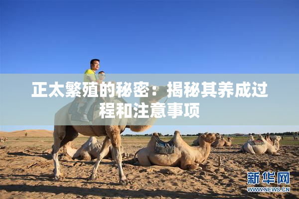 正太繁殖的秘密：揭秘其养成过程和注意事项