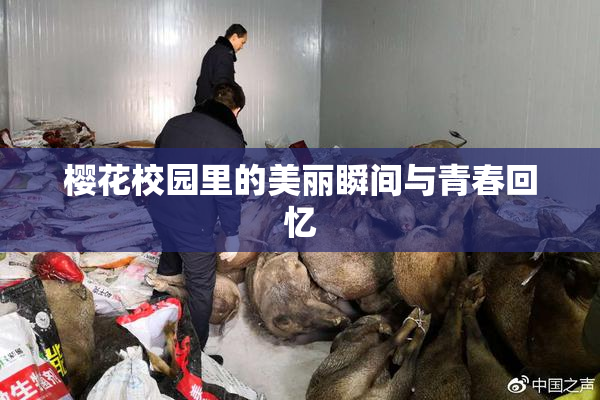 樱花校园里的美丽瞬间与青春回忆