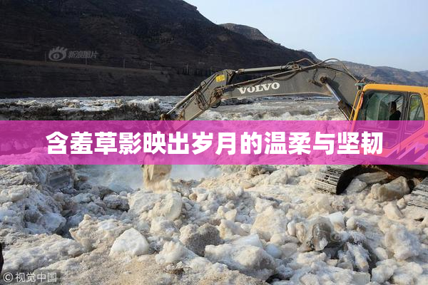 含羞草影映出岁月的温柔与坚韧