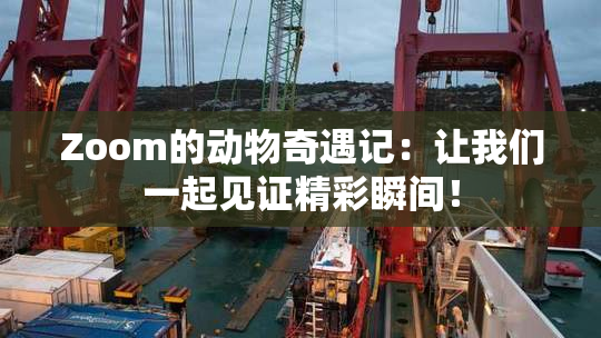 Zoom的动物奇遇记：让我们一起见证精彩瞬间！