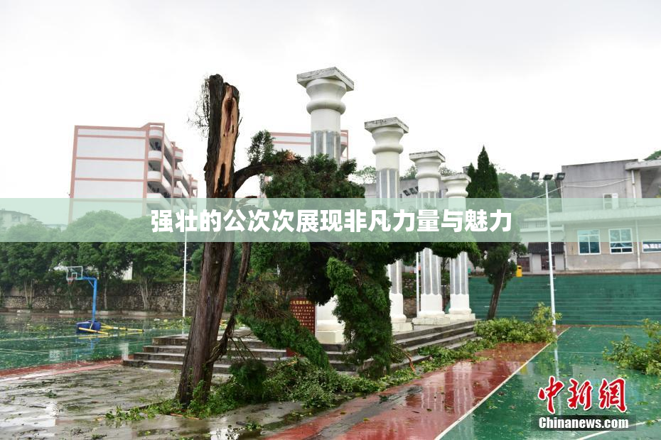 强壮的公次次展现非凡力量与魅力