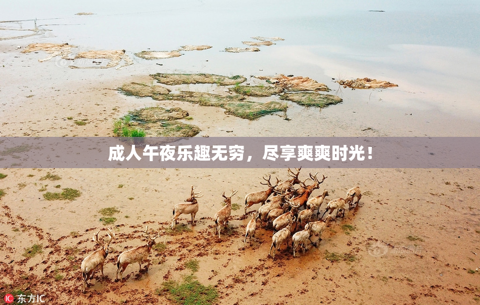 成人午夜乐趣无穷，尽享爽爽时光！