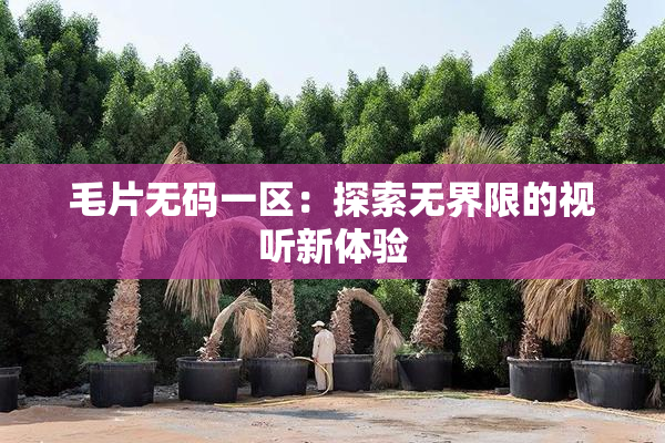 毛片无码一区：探索无界限的视听新体验