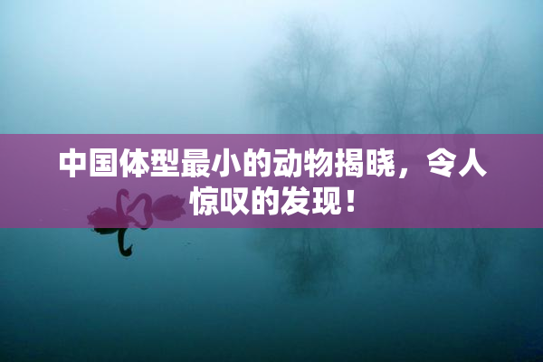 中国体型最小的动物揭晓，令人惊叹的发现！