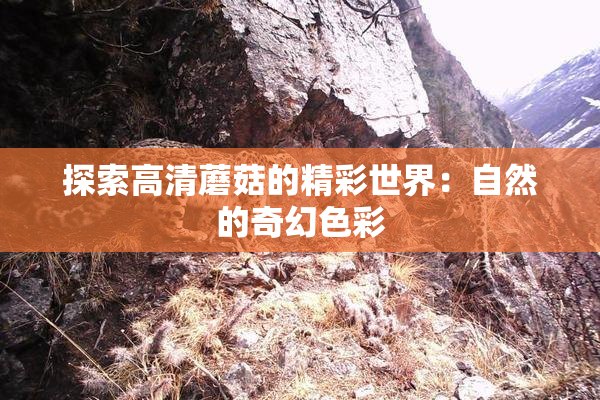 探索高清蘑菇的精彩世界：自然的奇幻色彩