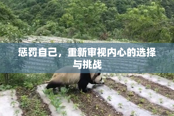 惩罚自己，重新审视内心的选择与挑战
