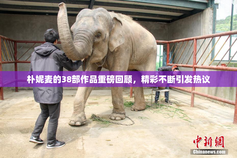 朴妮麦的38部作品重磅回顾，精彩不断引发热议