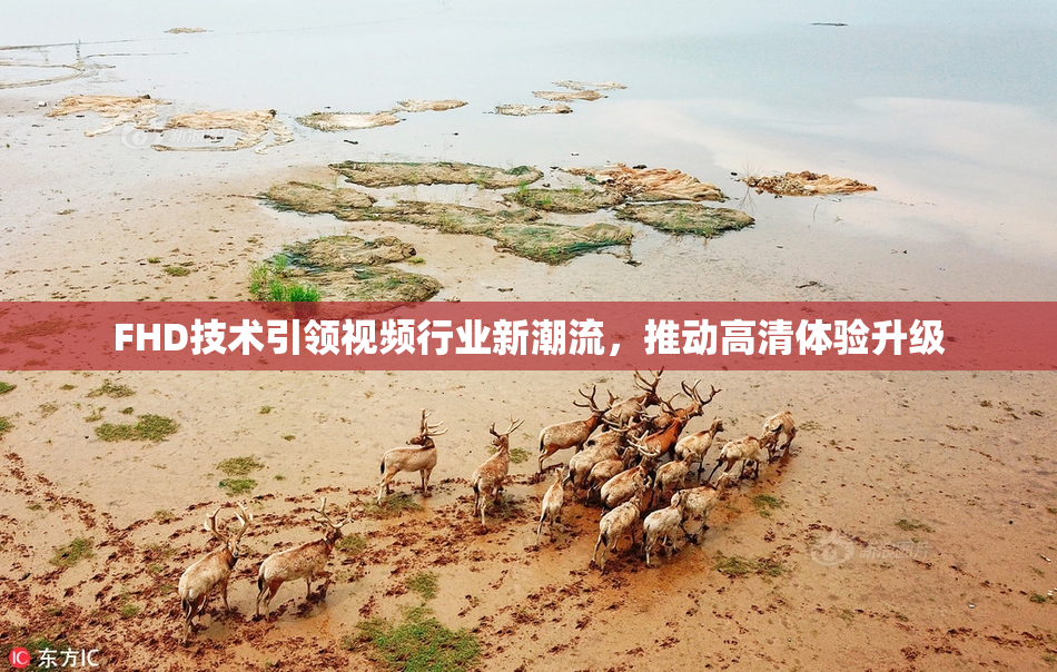 FHD技术引领视频行业新潮流，推动高清体验升级