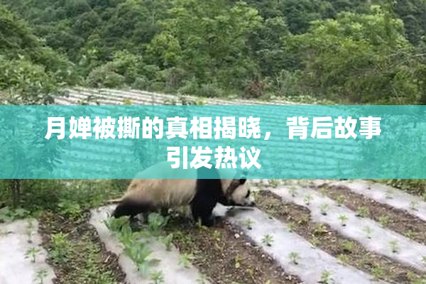 月婵被撕的真相揭晓，背后故事引发热议