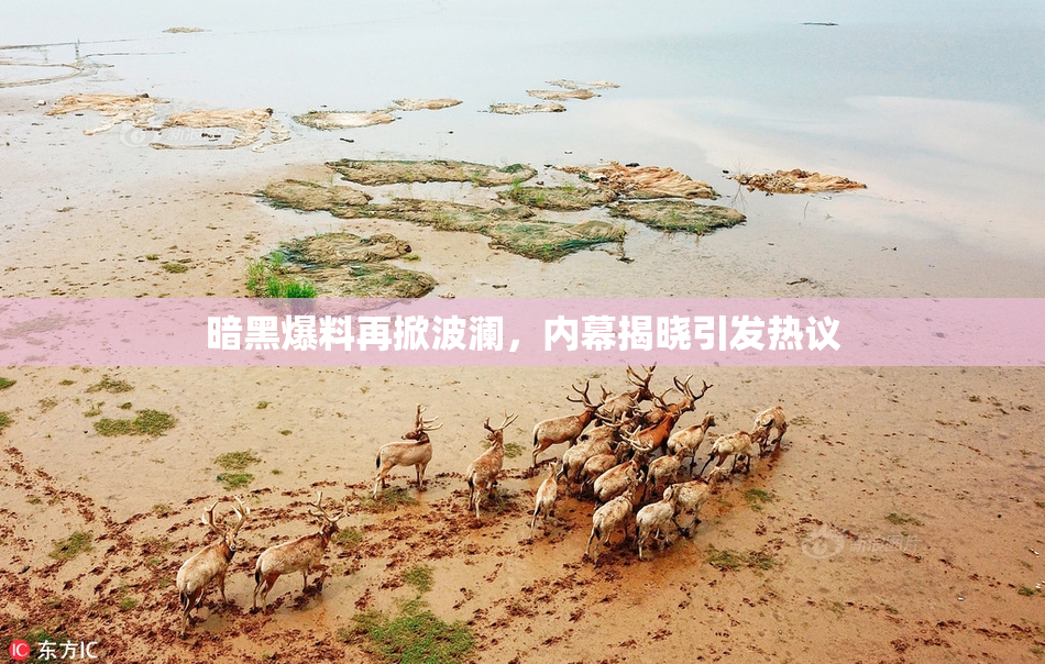 暗黑爆料再掀波澜，内幕揭晓引发热议