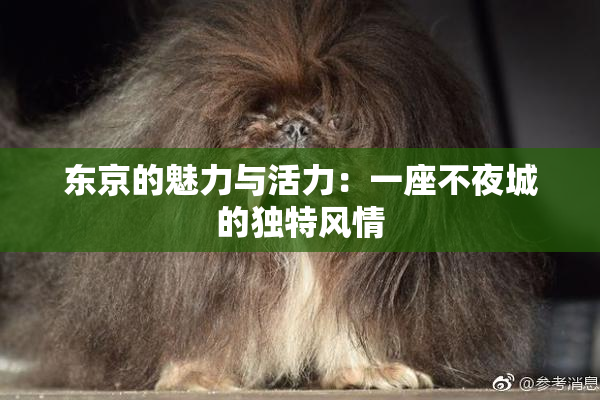 东京的魅力与活力：一座不夜城的独特风情