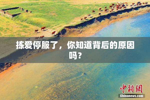 拣爱停服了，你知道背后的原因吗？