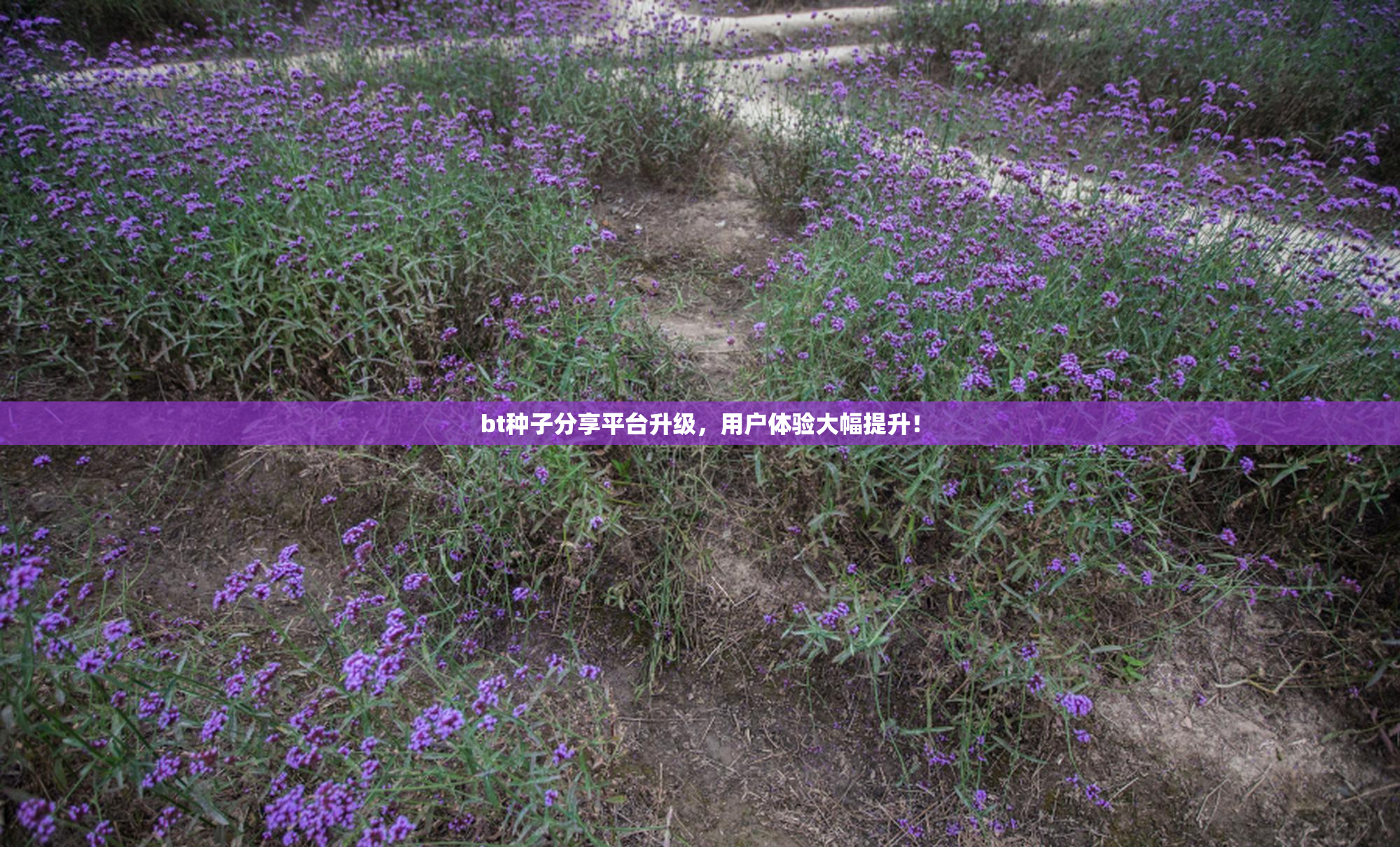 bt种子分享平台升级，用户体验大幅提升！