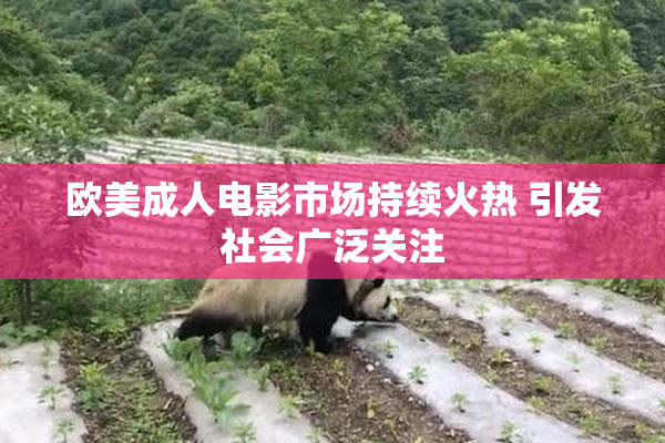 欧美成人电影市场持续火热 引发社会广泛关注
