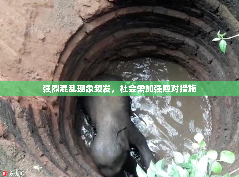 强烈混乱现象频发，社会需加强应对措施