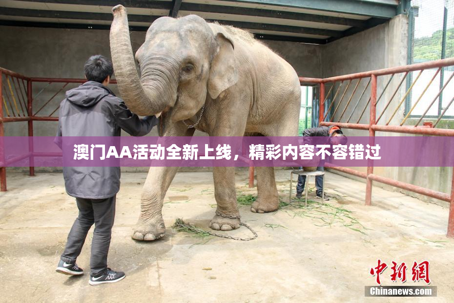澳门AA活动全新上线，精彩内容不容错过