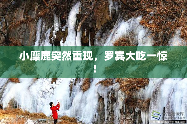 小麋鹿突然重现，罗宾大吃一惊！
