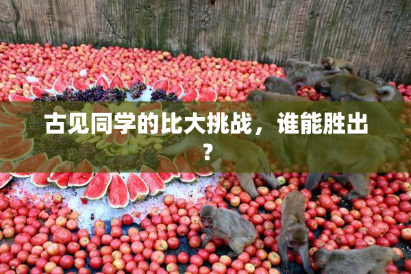 古见同学的比大挑战，谁能胜出？