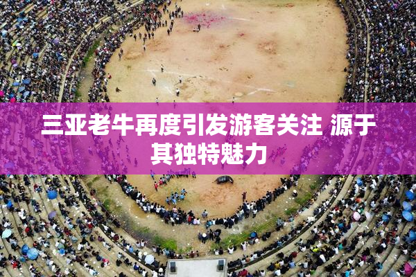 三亚老牛再度引发游客关注 源于其独特魅力