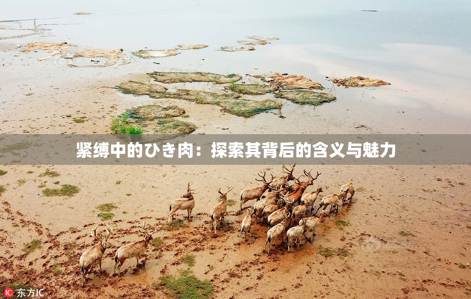 紧缚中的ひき肉：探索其背后的含义与魅力