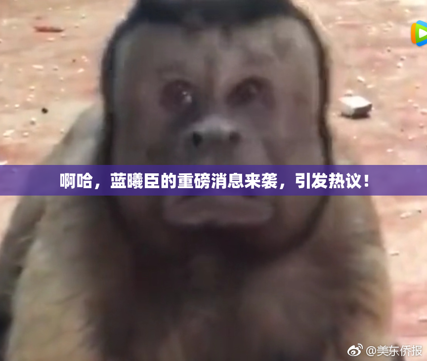 啊哈，蓝曦臣的重磅消息来袭，引发热议！