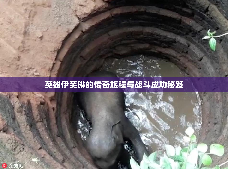 英雄伊芙琳的传奇旅程与战斗成功秘笈