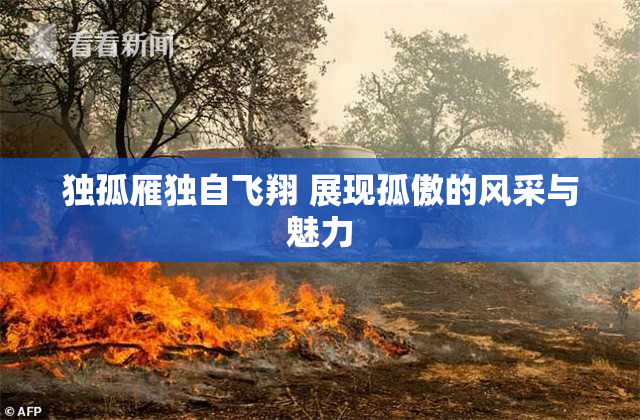 独孤雁独自飞翔 展现孤傲的风采与魅力
