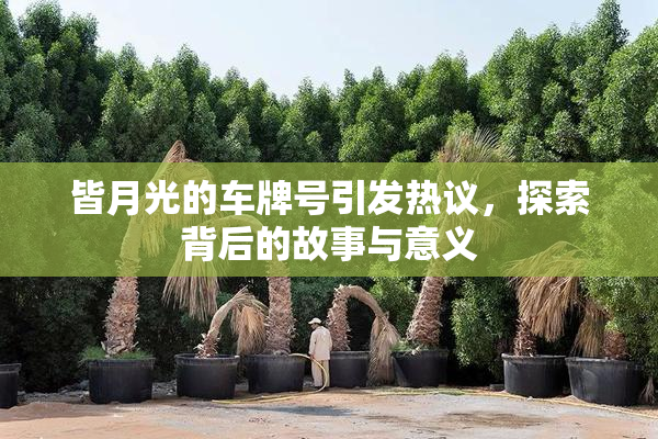 皆月光的车牌号引发热议，探索背后的故事与意义