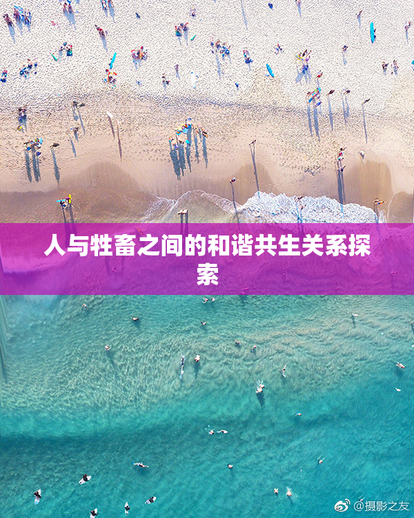 人与牲畜之间的和谐共生关系探索