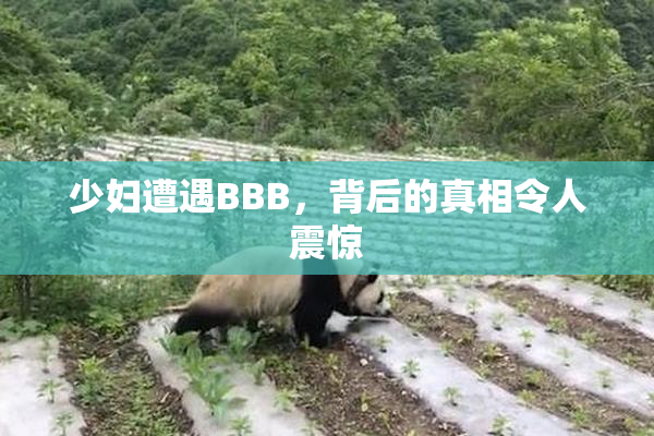 少妇遭遇BBB，背后的真相令人震惊