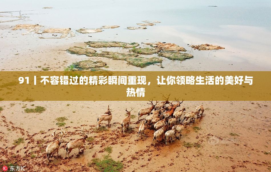 91丨不容错过的精彩瞬间重现，让你领略生活的美好与热情